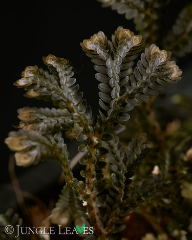 Selaginella intermedia Black Form