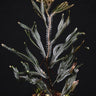 Selaginella intermedia Dark Form
