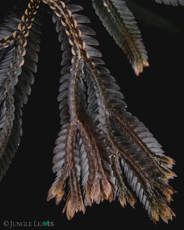 Selaginella intermedia Dark Form