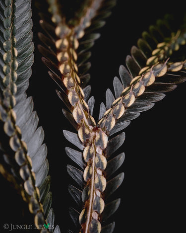 Selaginella intermedia Dark Form
