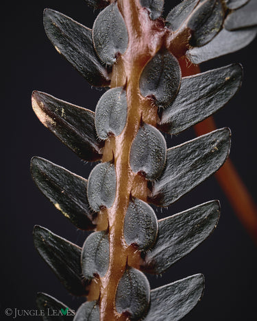 Selaginella intermedia Dark Form