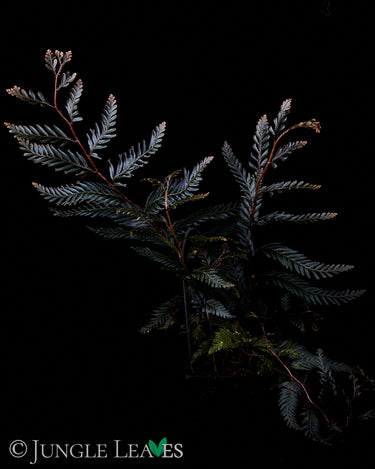 Selaginella megalura 'Borneo Bronze'