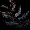 Selaginella megalura 'Borneo Bronze'