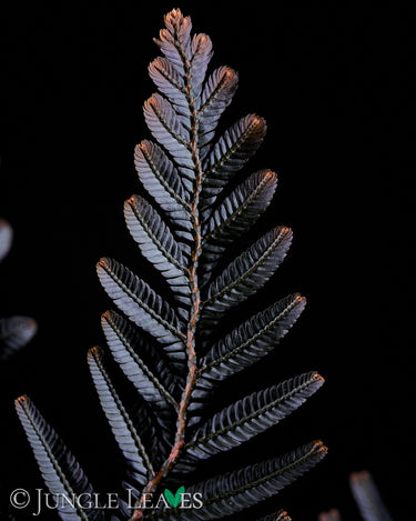 Selaginella megalura 'Borneo Bronze'