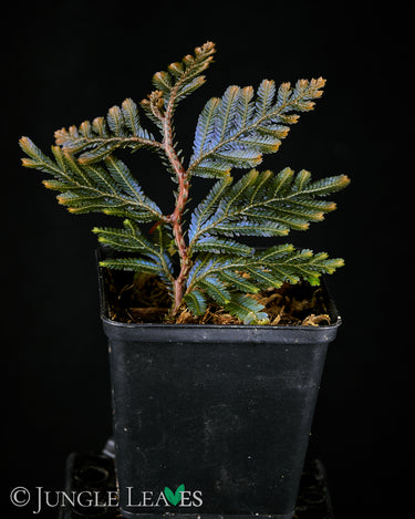 Selaginella megalura 'Borneo Bronze'