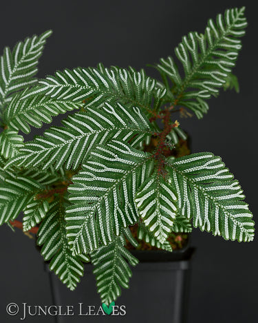 Selaginella picta