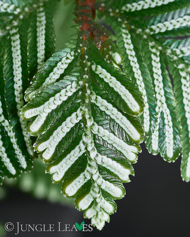Selaginella picta