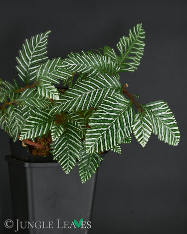 Selaginella picta