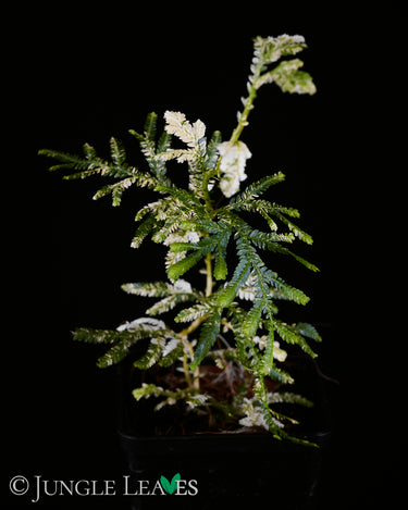 Selaginella plana 'Variegata'