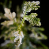 Selaginella plana 'Variegata'