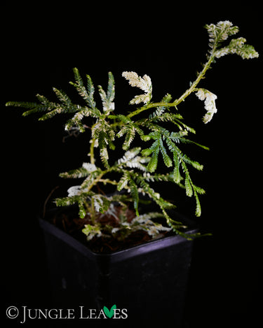Selaginella plana 'Variegata'