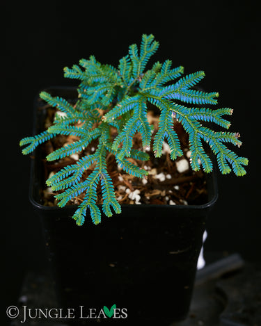 Selaginella siamensis