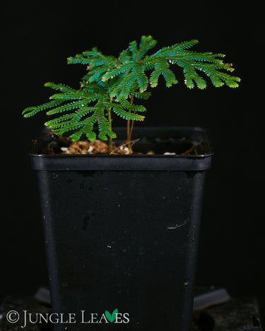 Selaginella siamensis