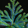 Selaginella siamensis