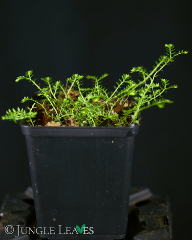 Selaginella sp. 'Crawling'