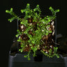 Selaginella sp. 'Crawling'