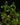 Selaginella sp. 'Crawling'