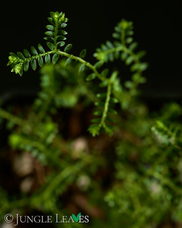 Selaginella sp. 'Crawling'