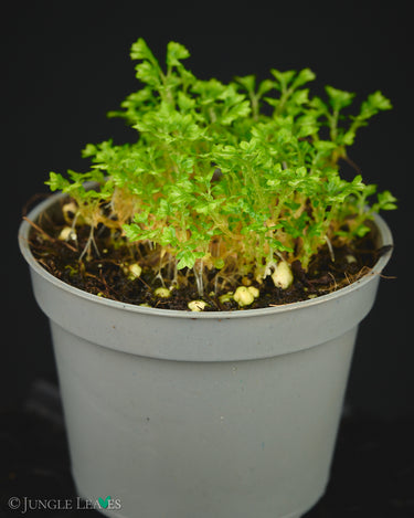 Selaginella sp. Acacia