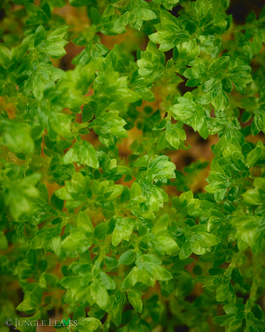 Selaginella sp. Acacia