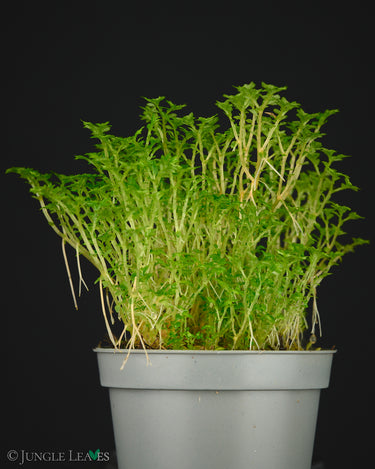 Selaginella sp. Acacia