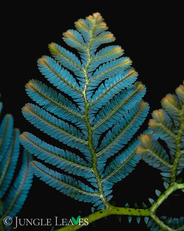Selaginella sp. Borneo