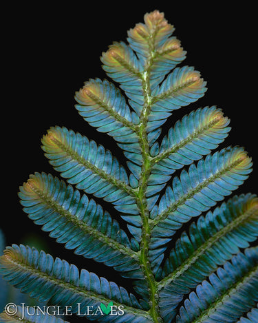 Selaginella sp. Borneo