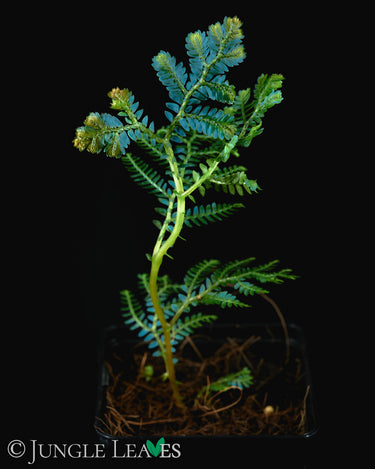 Selaginella sp. Borneo