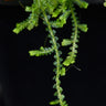 Selaginella sp. Creeping