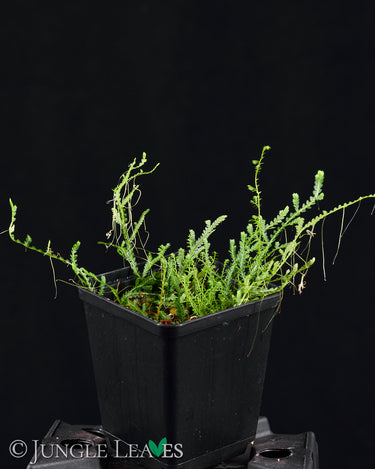 Selaginella serpens 'Creeping'