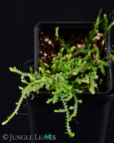 Selaginella sp. Creeping