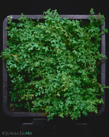 Selaginella sp. Dwarf Blue Purple