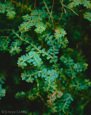 Selaginella sp. Dwarf Blue Purple