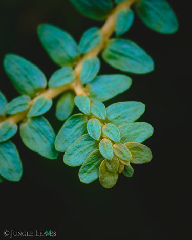 Selaginella sp. Dwarf Blue Purple