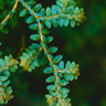 Selaginella sp. Dwarf Blue Purple