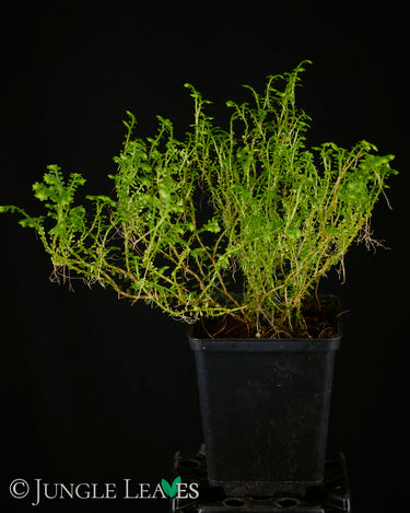 Selaginella sp. 'Ecuador'