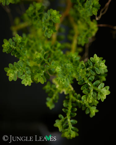Selaginella sp. 'Ecuador'