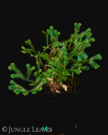 Selaginella sp. Rainbow