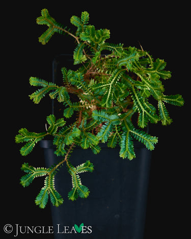 Selaginella sp. Rainbow