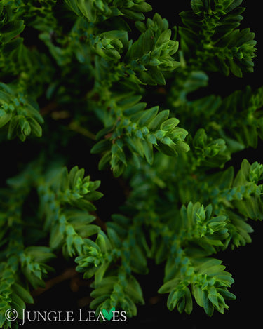 Selaginella sp. 'Super Dwarf'
