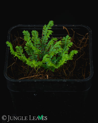Selaginella sp. 'Super Dwarf'