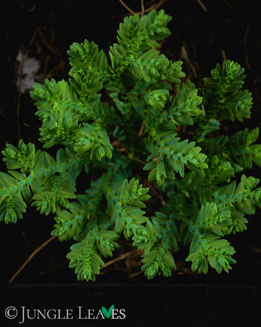 Selaginella sp. 'Super Dwarf'