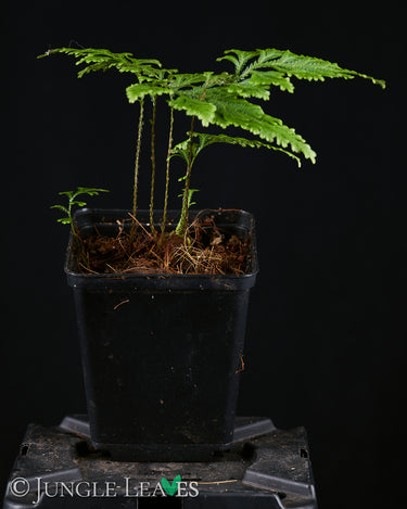 Selaginella sp. 'Little Tree'