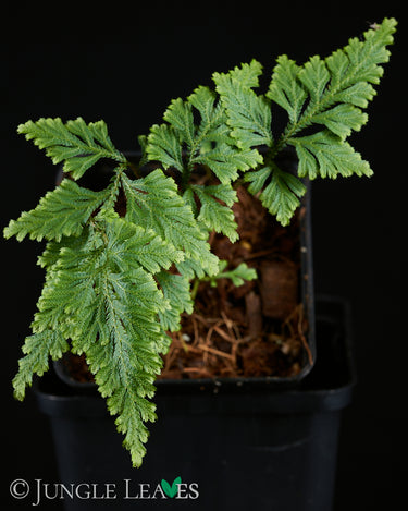 Selaginella sp. 'Little Tree'