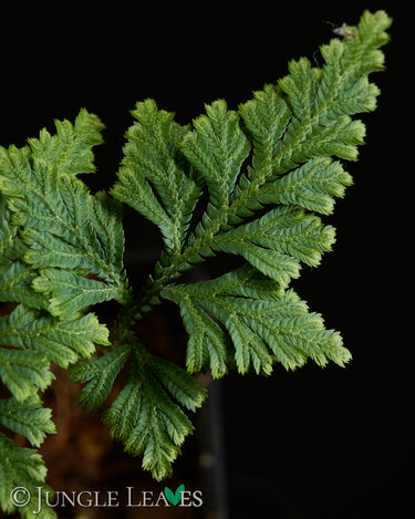 Selaginella sp. 'Little Tree'