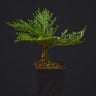 Selaginella tamariscina