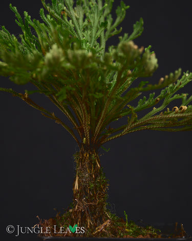 Selaginella tamariscina