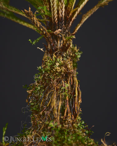 Selaginella tamariscina
