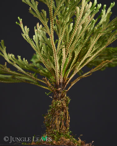Selaginella tamariscina