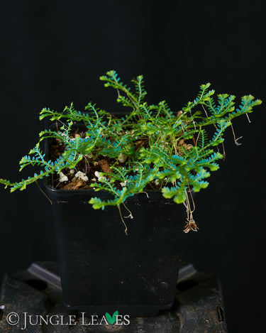 Selaginella uncinata